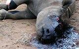 Khutsi's Mum Rhino Poaching Must STOP! 
