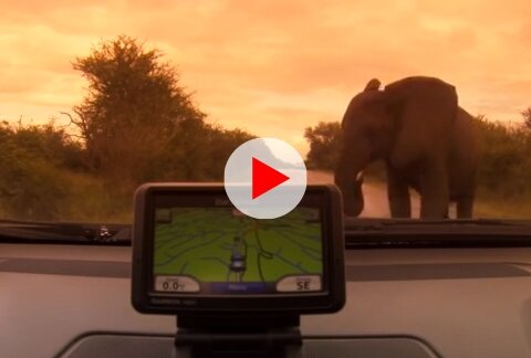 Wild Elephant Encounter at Kruger National Park 