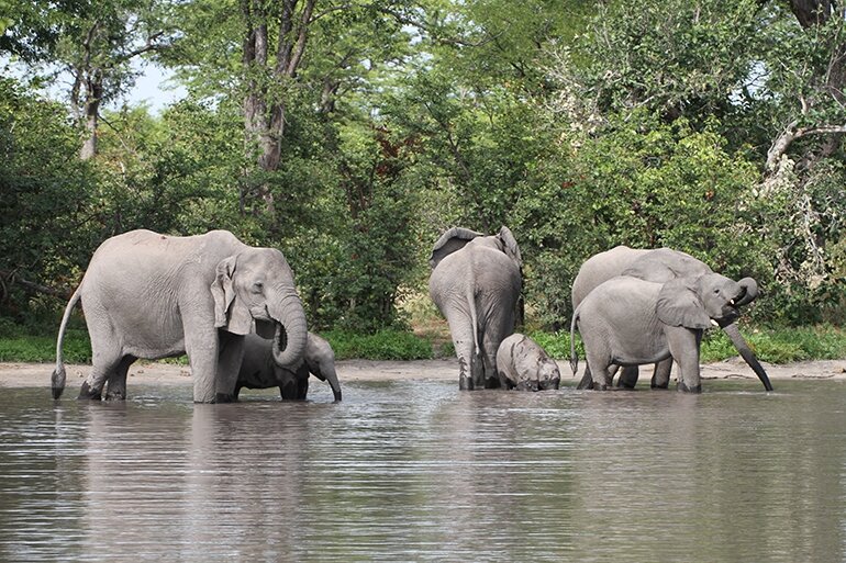 Going wild in Botswana