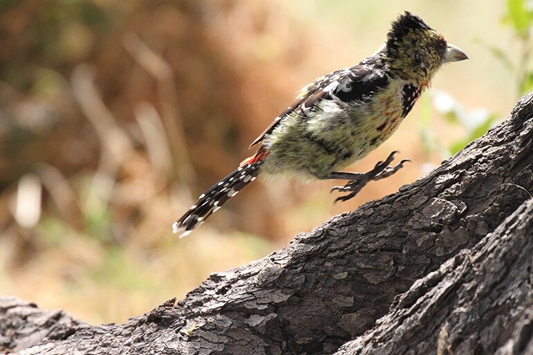 Going wild in Botswana