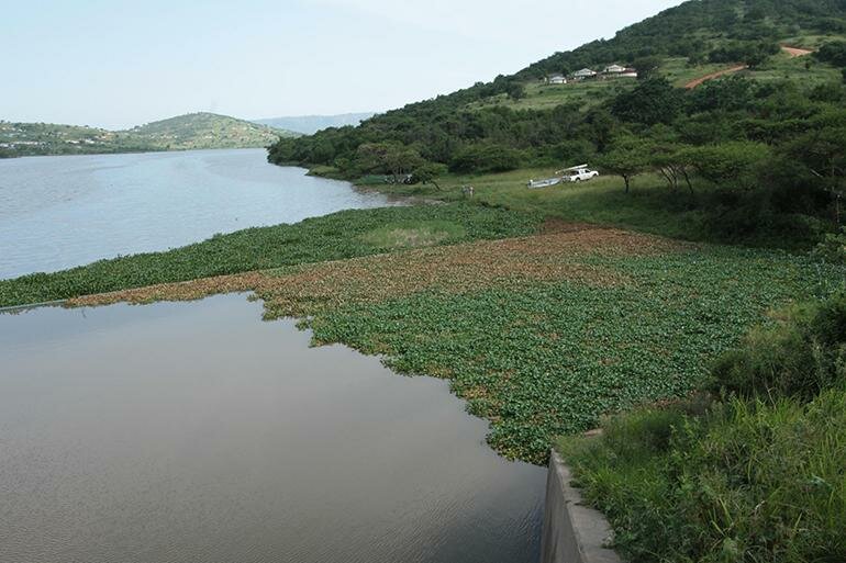 Rope troubles for hyacinth heroes