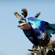 The lilac-breasted roller may be commonly found but it is stunning every time it's seen in flight.