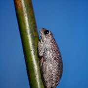 Frogs call from the reeds urging you to come and view the startling colours with which they have been painted.