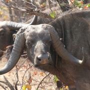 A Buffalo with different horns
