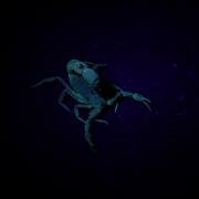 Scorpion as seen with Ultra Violet torch